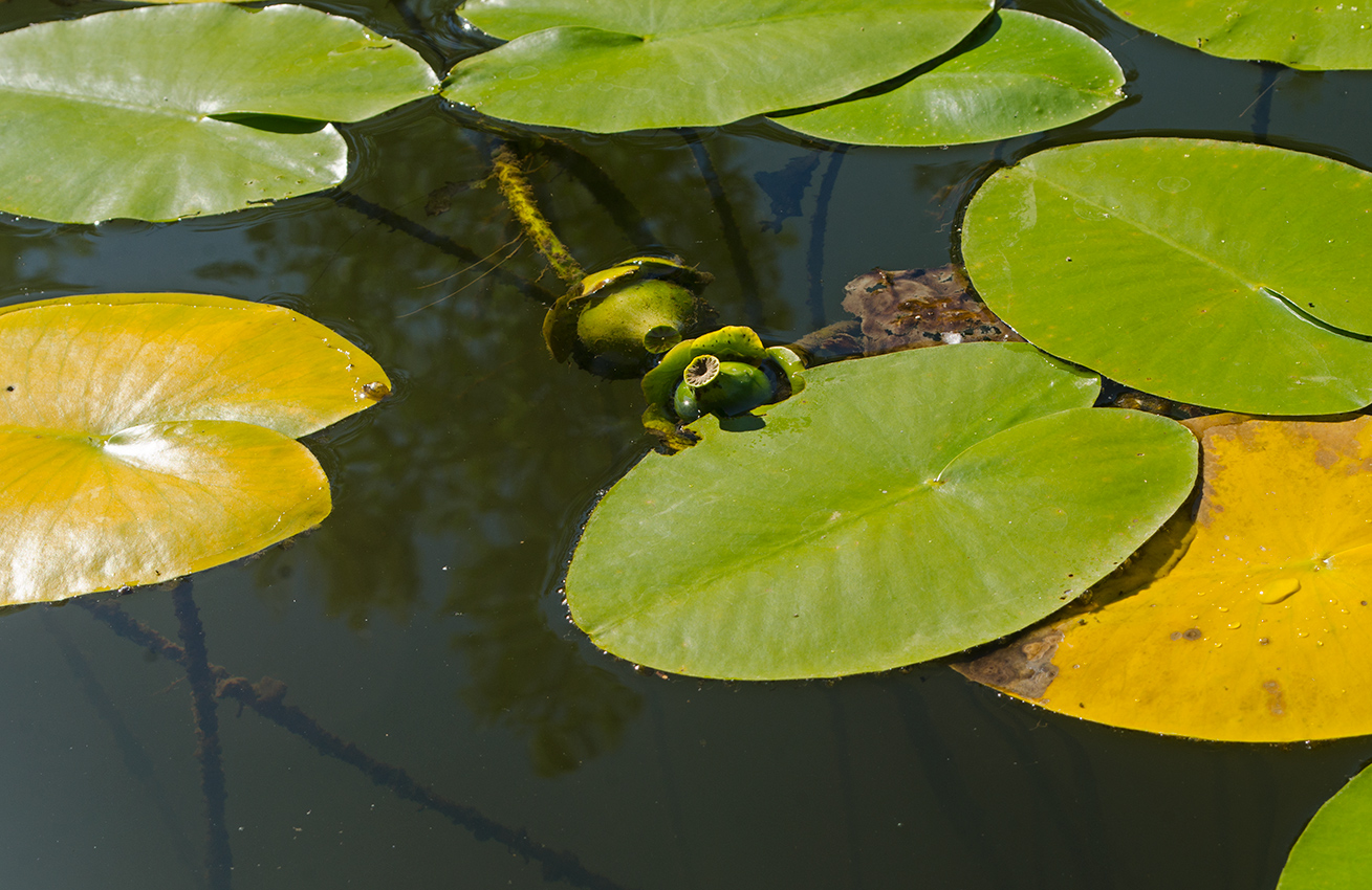 Image of Nuphar lutea specimen.