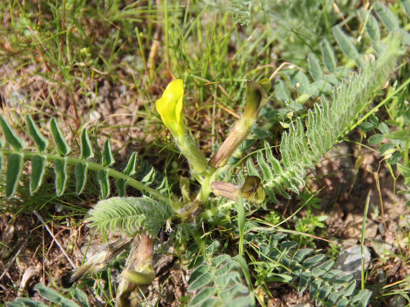 Изображение особи Astragalus macronyx.