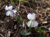 Viola rupestris