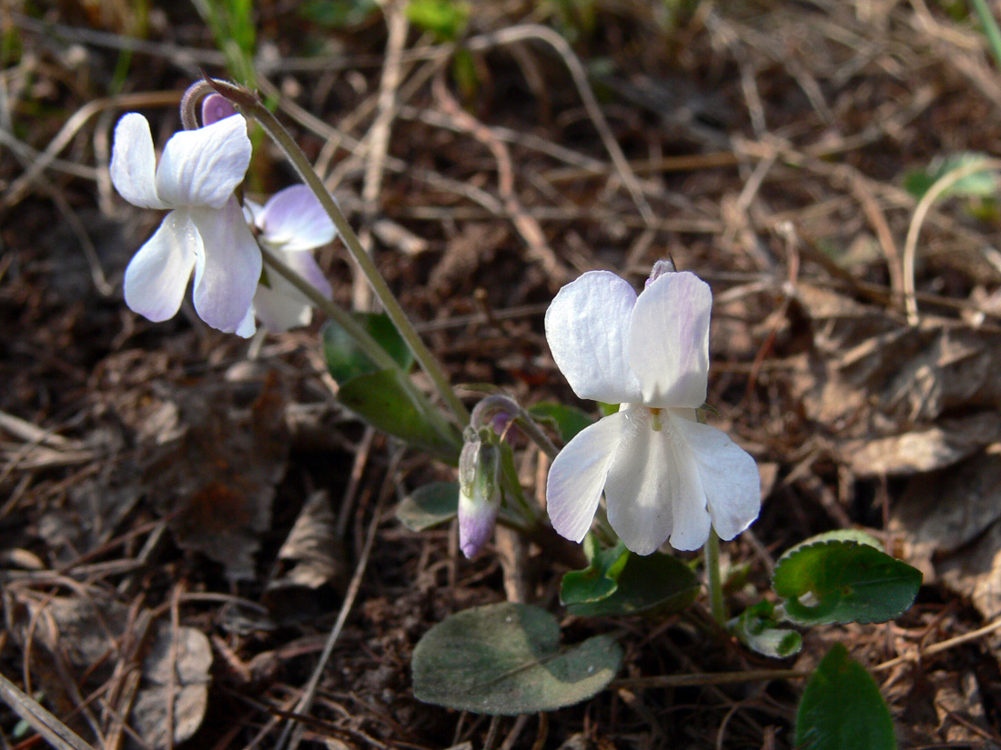 Изображение особи Viola rupestris.