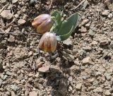 Fritillaria kurdica