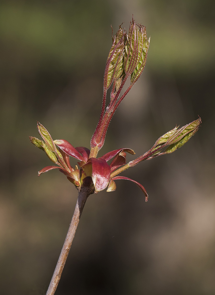 Изображение особи Acer platanoides.