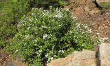 Spiraea turczaninowii