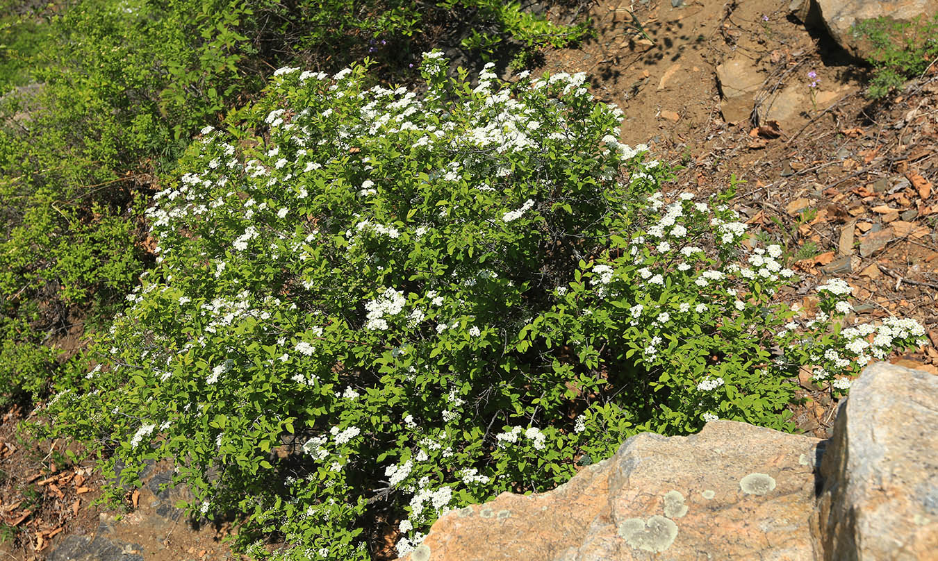 Изображение особи Spiraea turczaninowii.