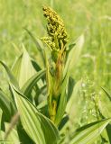 Veratrum lobelianum
