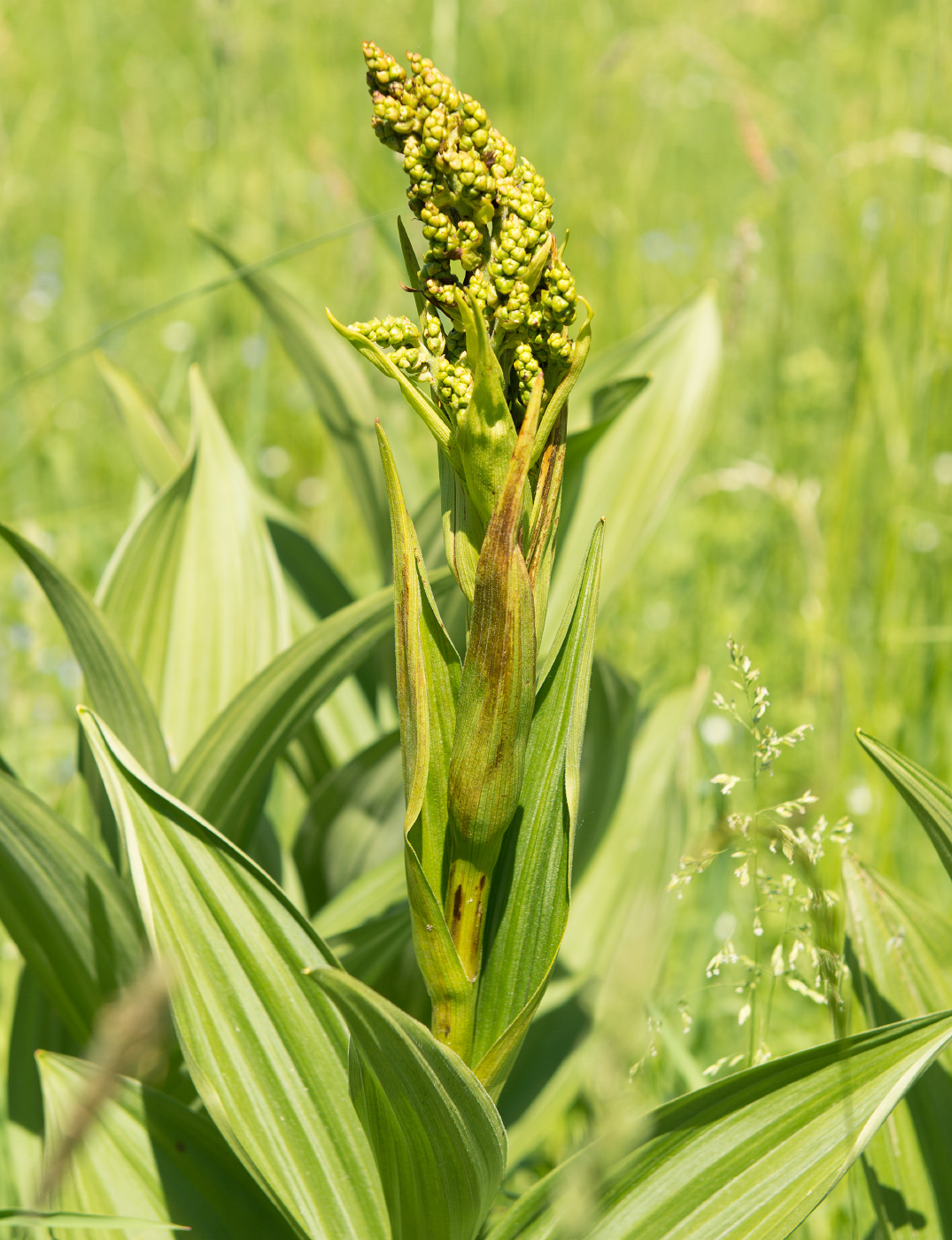 Изображение особи Veratrum lobelianum.