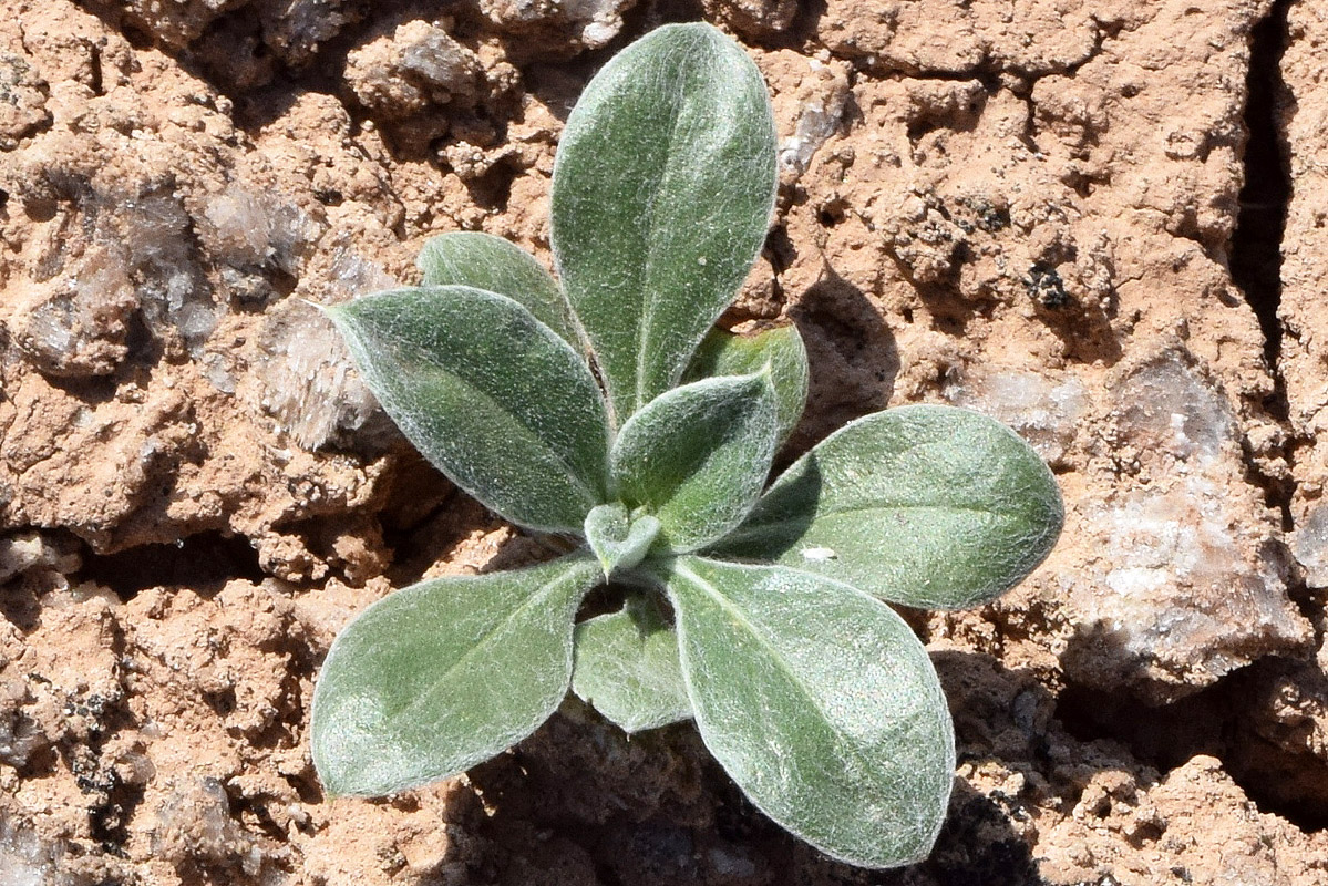 Image of Arnebia obovata specimen.