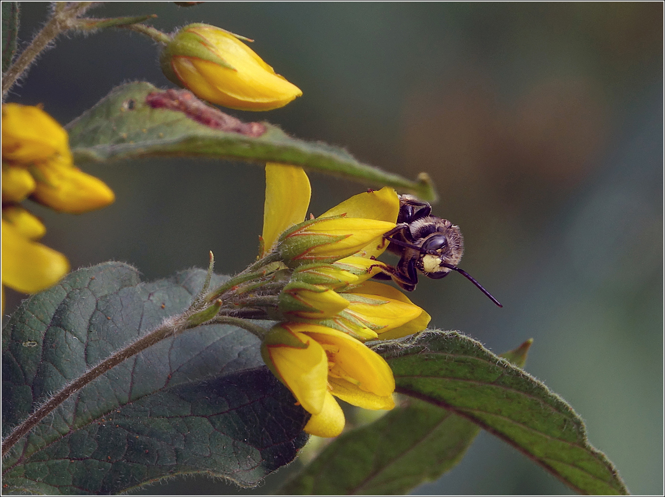 Изображение особи Lysimachia vulgaris.