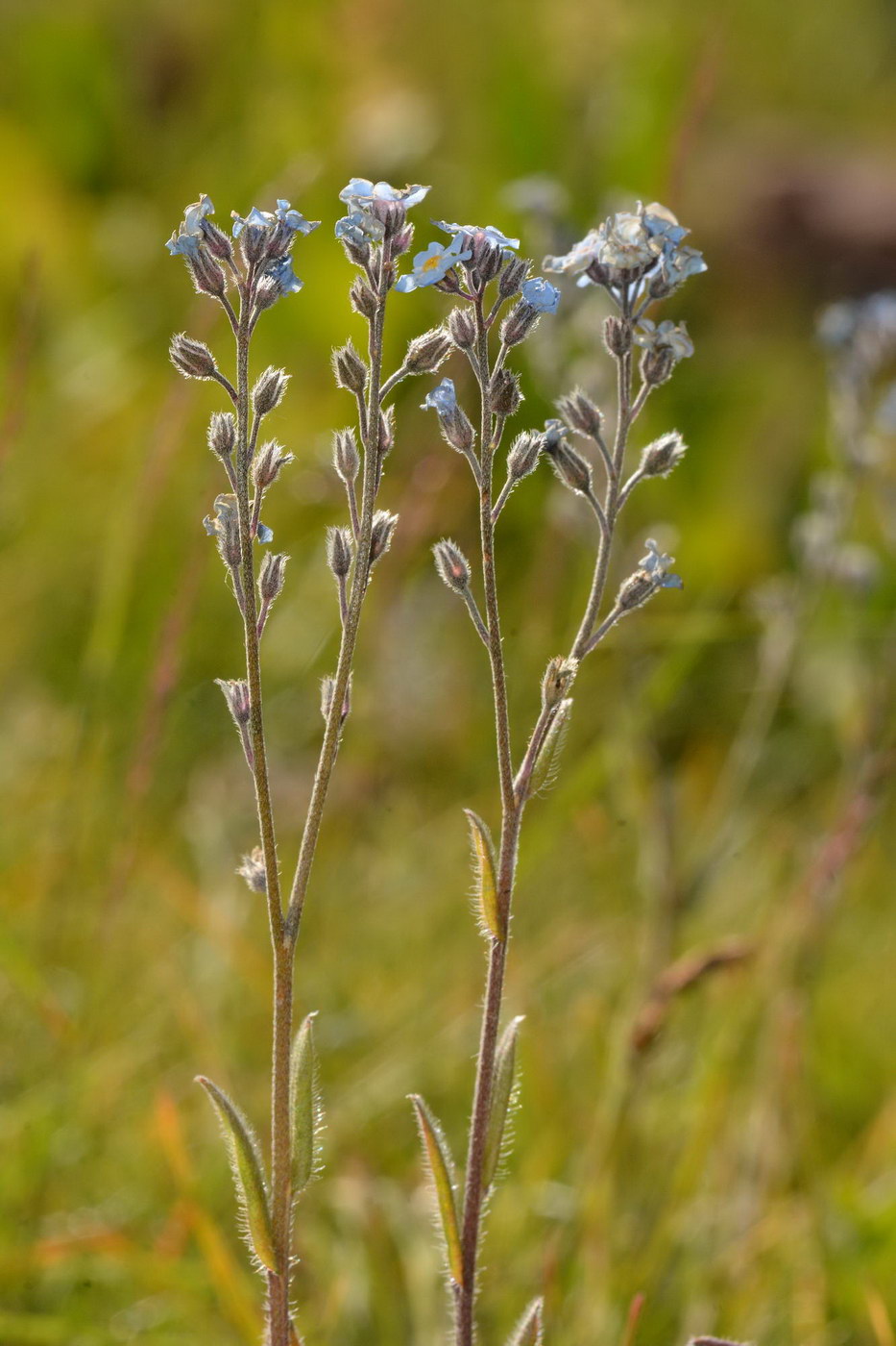 Изображение особи Myosotis micrantha.