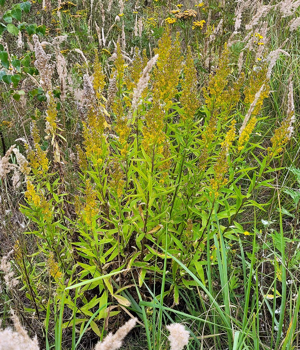 Изображение особи Solidago &times; niederederi.