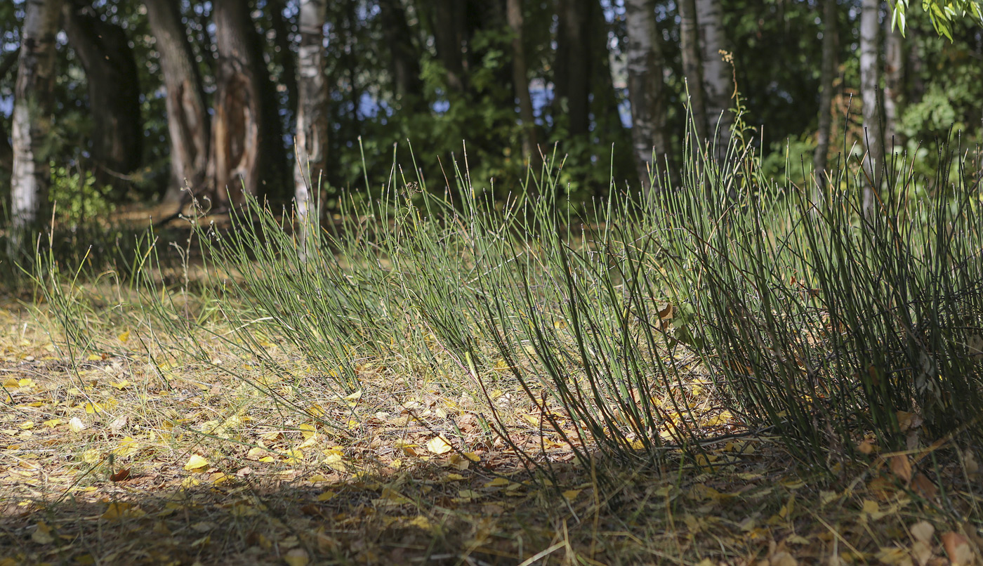 Изображение особи Equisetum hyemale.