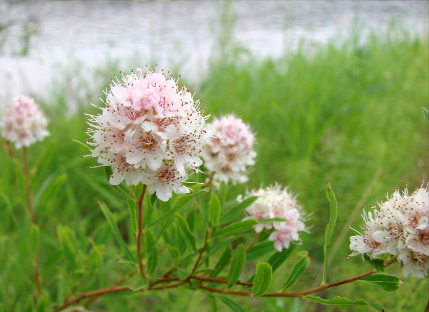 Изображение особи Spiraea salicifolia.