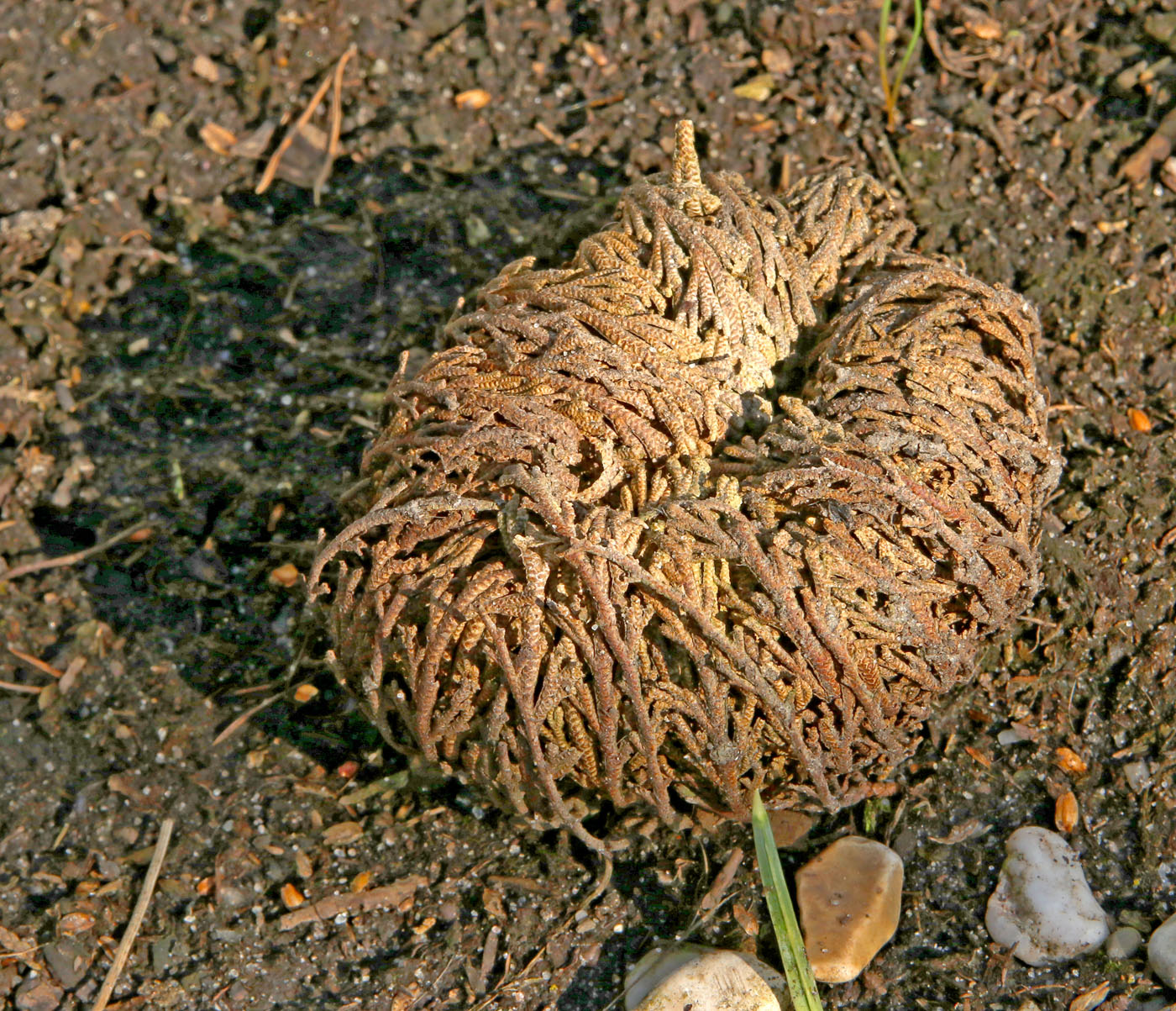 Image of genus Selaginella specimen.