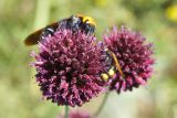 Allium sphaerocephalon. Соцветия, посещаемые осами Scolia fuciformis и Megascolia maculata. ДНР, г. Донецк, старый террикон около пруда Песчаный. 13.07.2021.