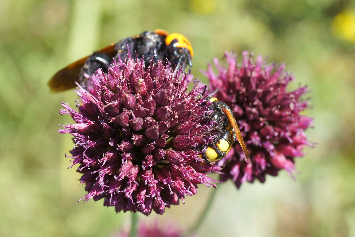 Image of Allium sphaerocephalon specimen.