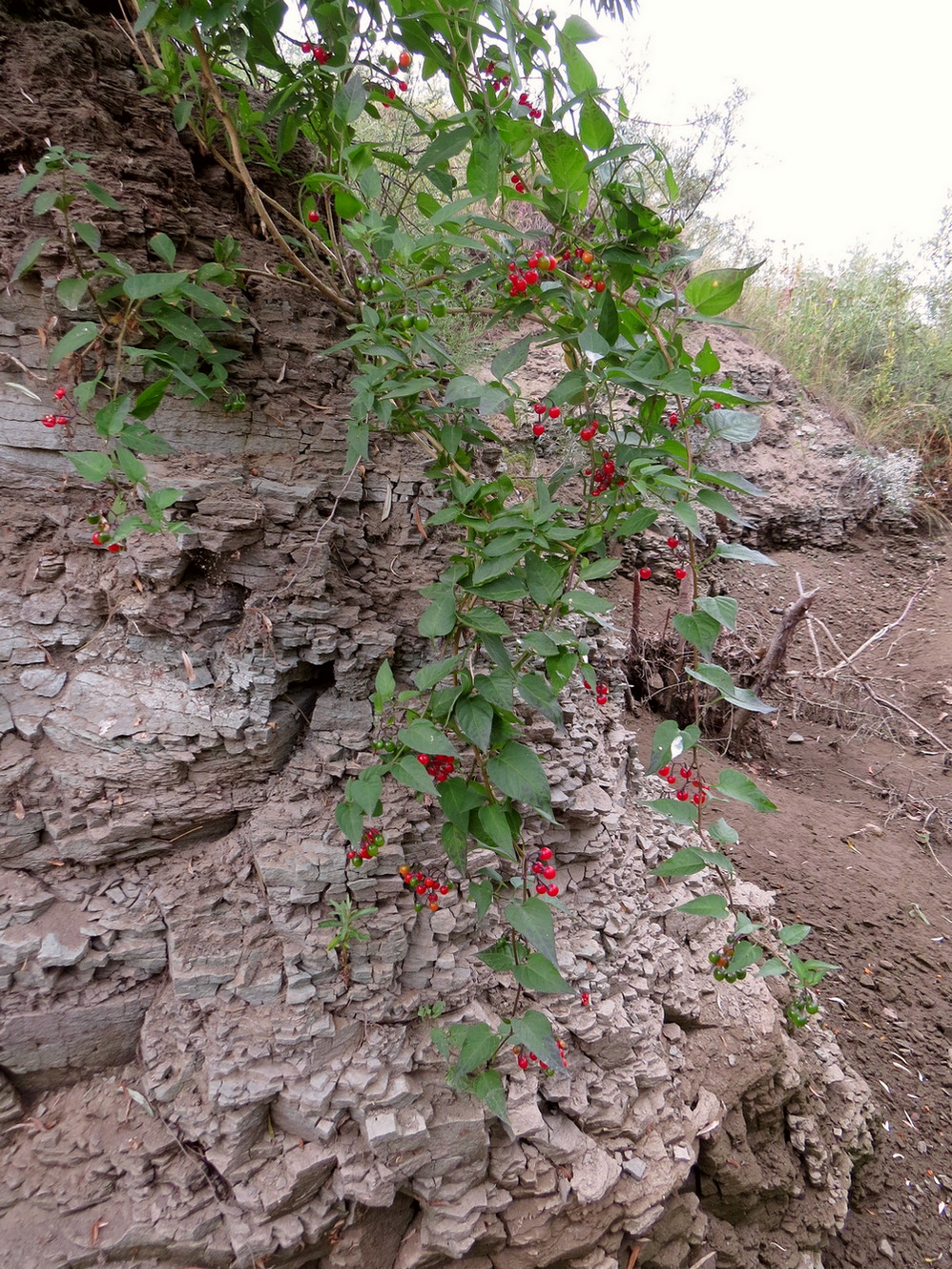 Изображение особи Solanum kitagawae.