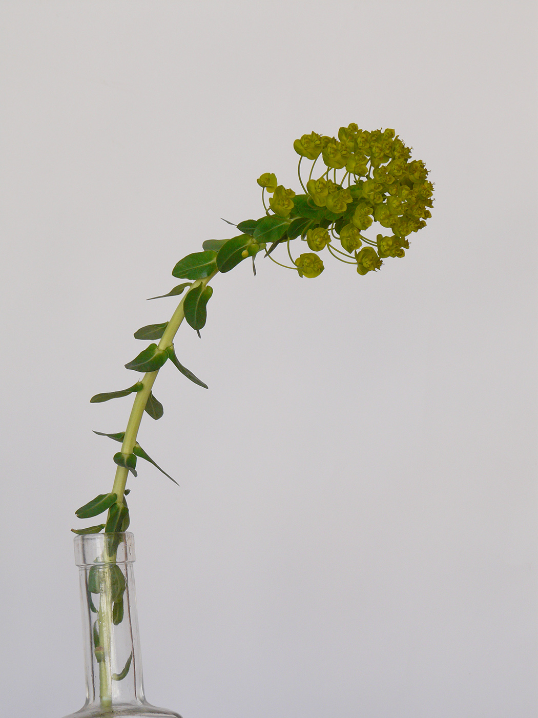 Image of Euphorbia agraria specimen.