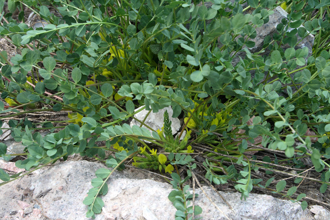 Image of Astragalus aksaricus specimen.