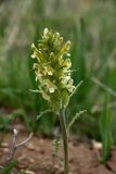 Pedicularis alatauica