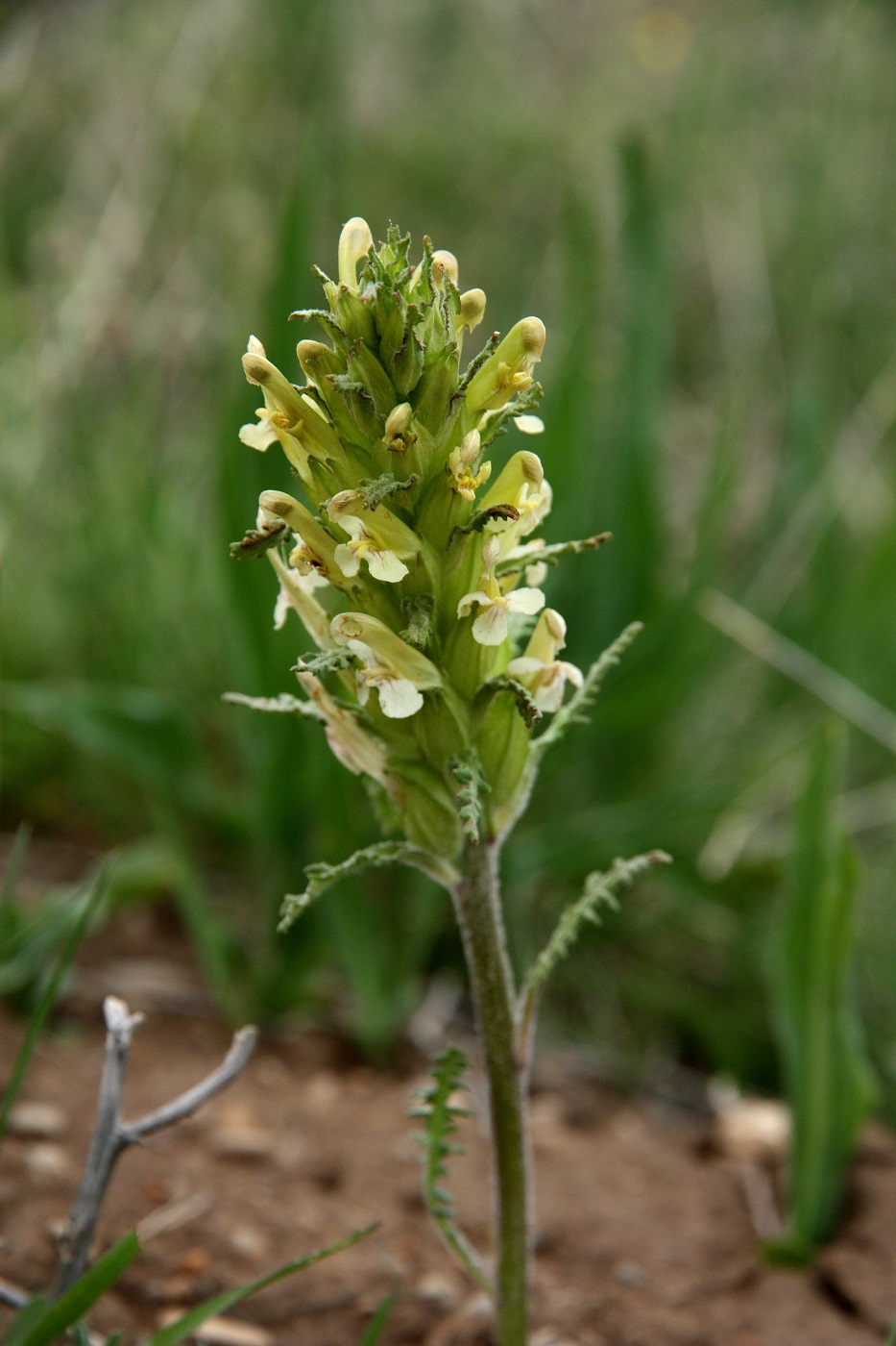 Image of Pedicularis alatauica specimen.