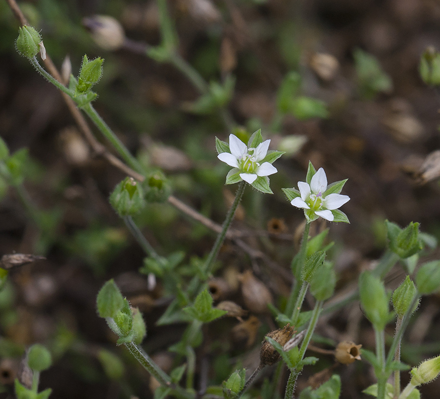 Image of Arenaria serpyllifolia specimen.