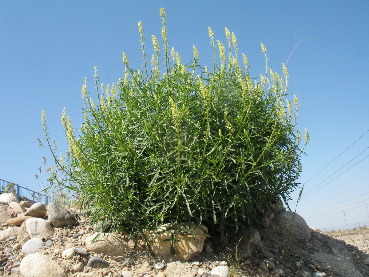 Image of Reseda lutea specimen.