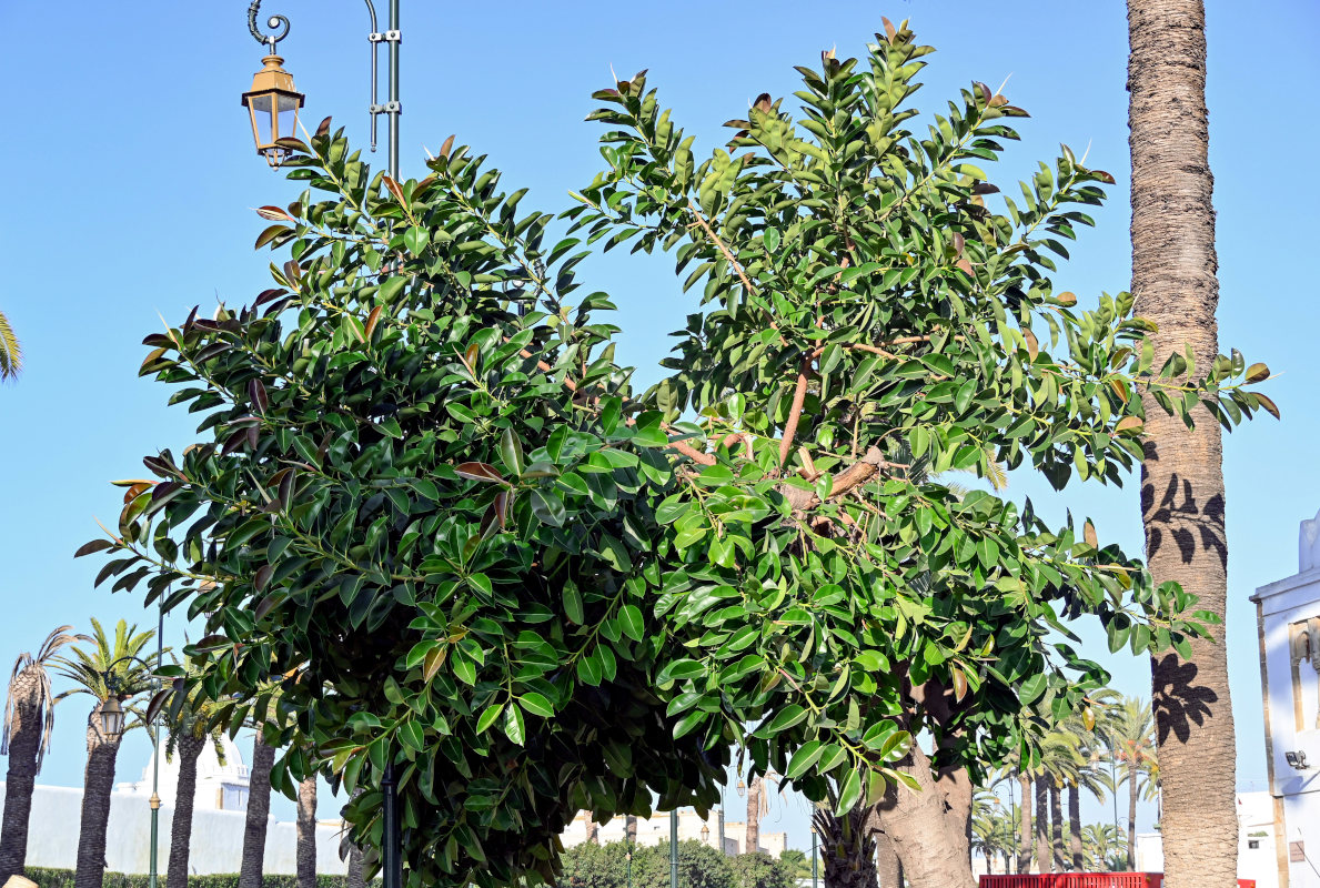 Изображение особи Ficus elastica.