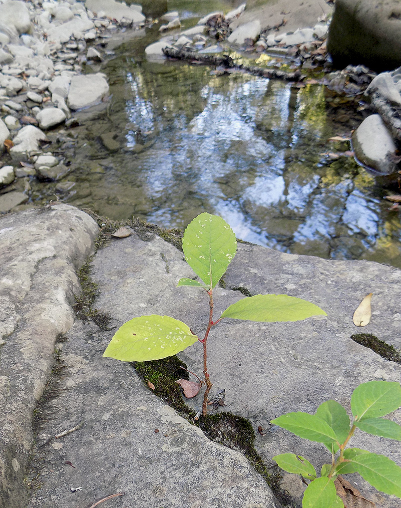 Image of Frangula alnus specimen.