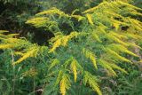 Solidago canadensis