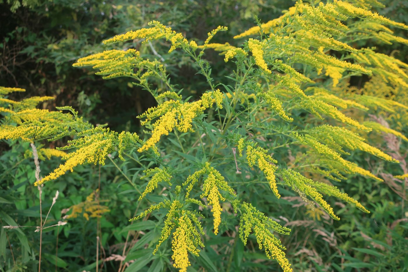 Изображение особи Solidago canadensis.