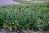 Allium atrosanguineum