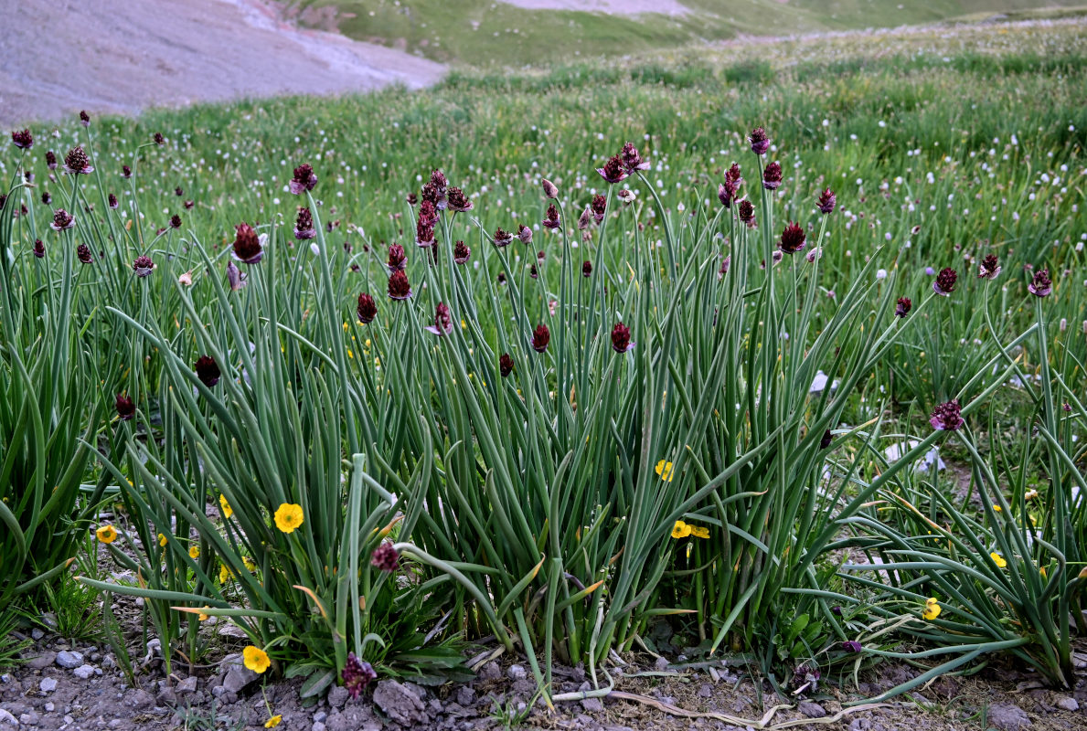 Image of Allium atrosanguineum specimen.