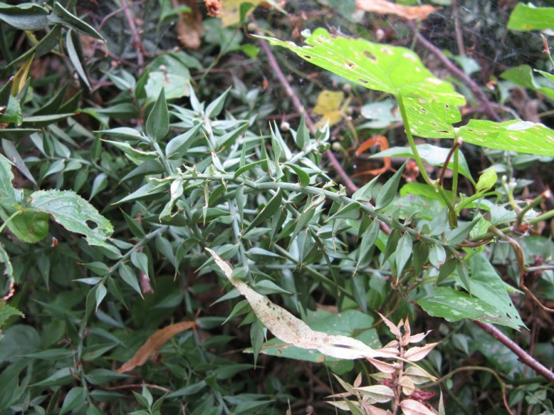 Изображение особи Ruscus aculeatus.