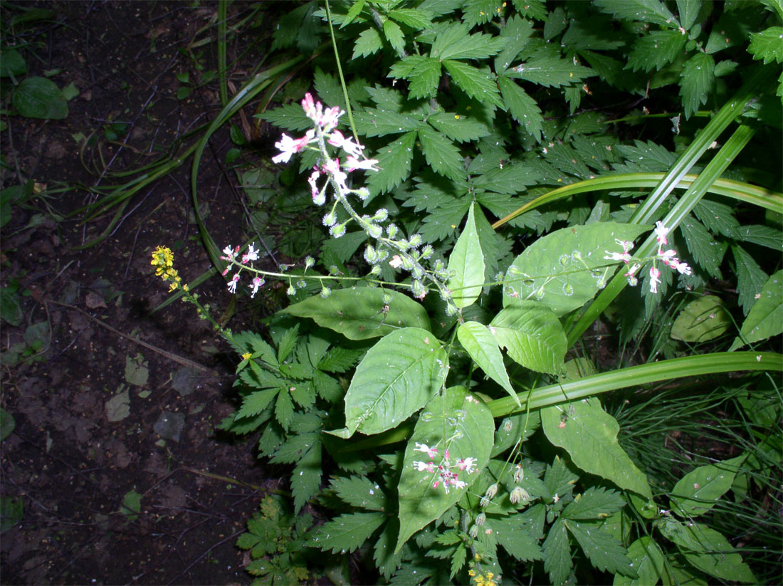 Image of Circaea lutetiana ssp. quadrisulcata specimen.