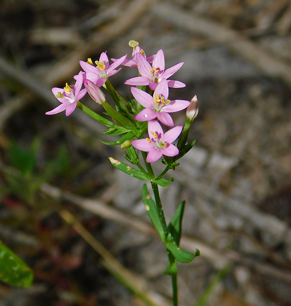 Изображение особи Centaurium erythraea ssp. turcicum.
