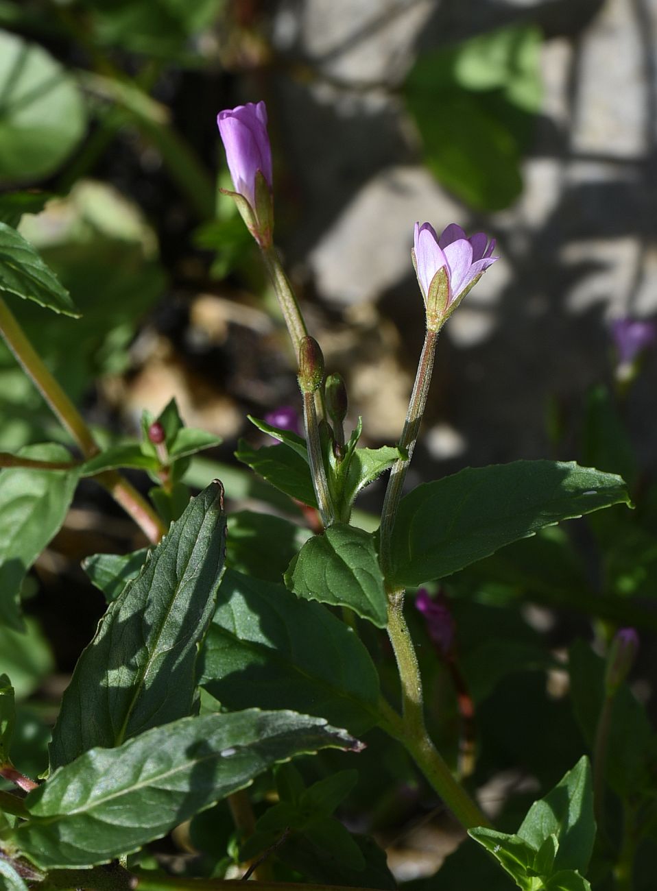 Image of Epilobium montanum specimen.