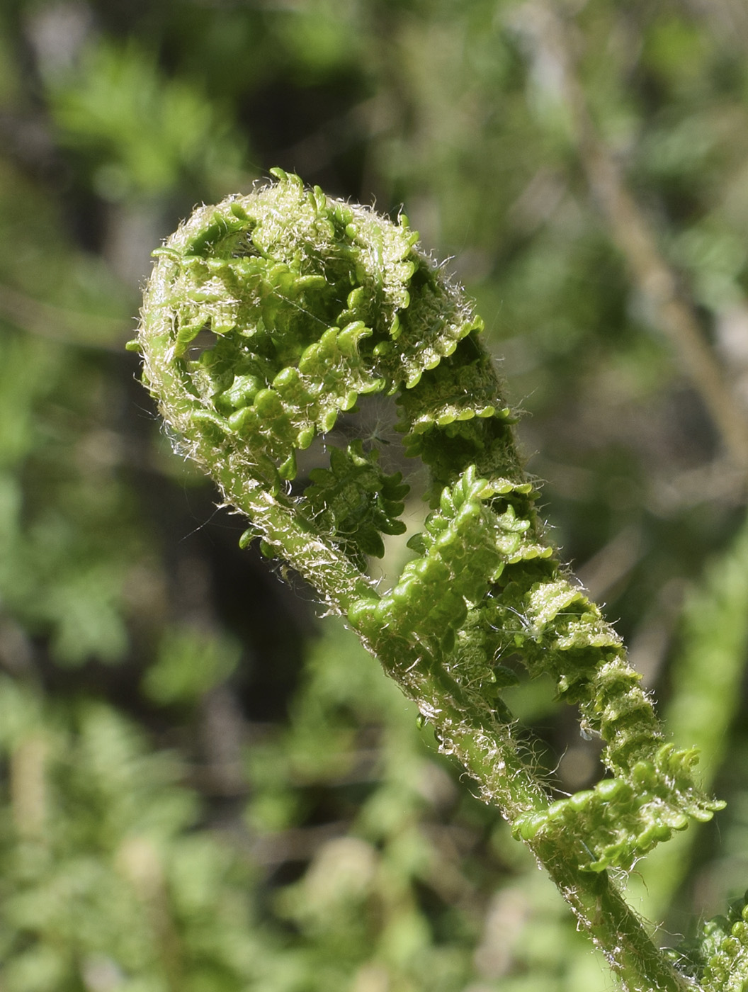 Изображение особи род Dryopteris.