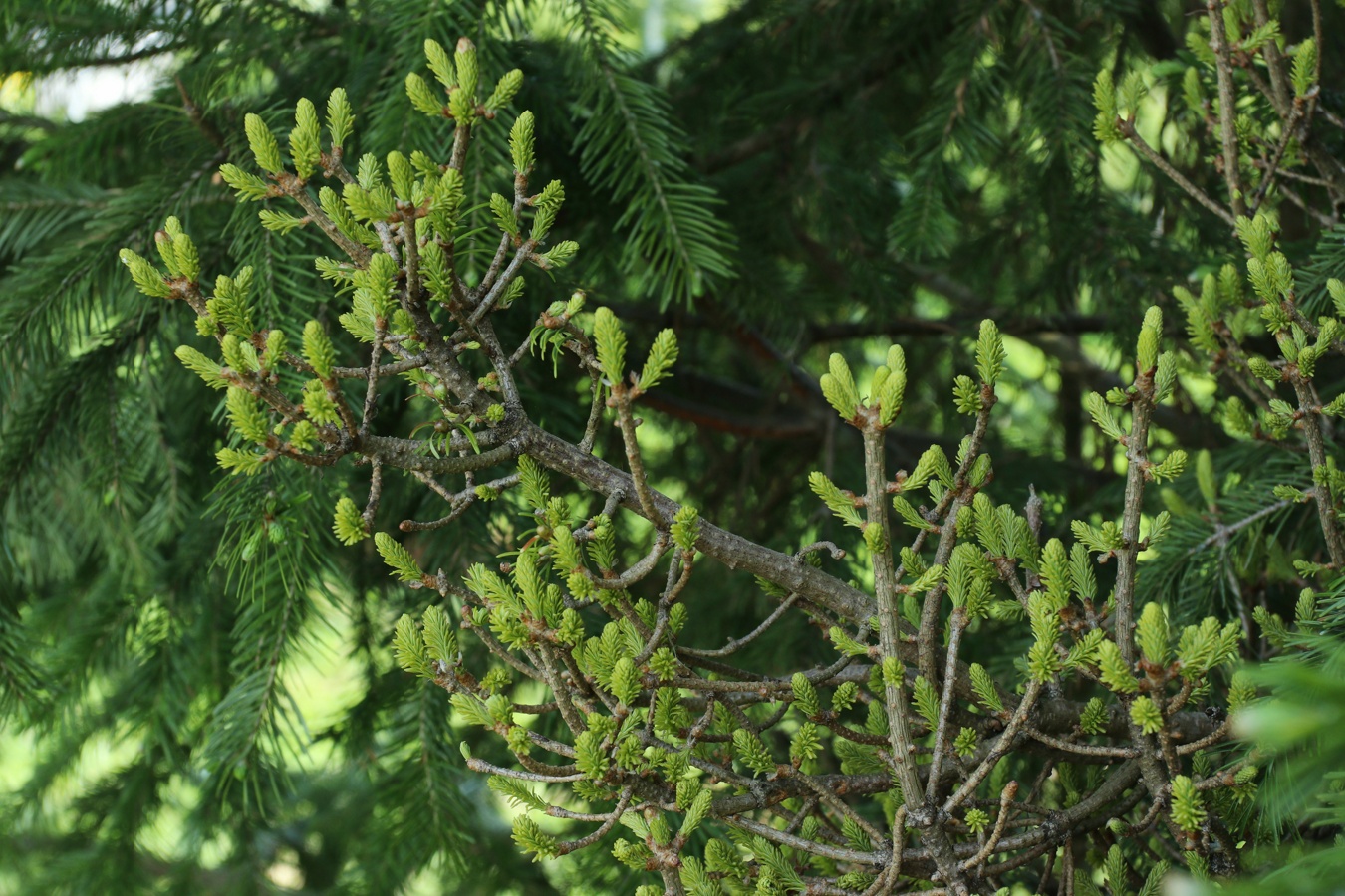 Image of Abies sibirica specimen.