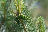 Pinus sylvestris подвид hamata