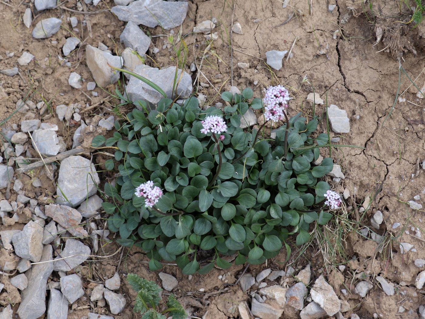 Изображение особи Valeriana fedtschenkoi.