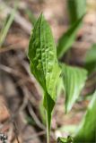 Scorzonera humilis