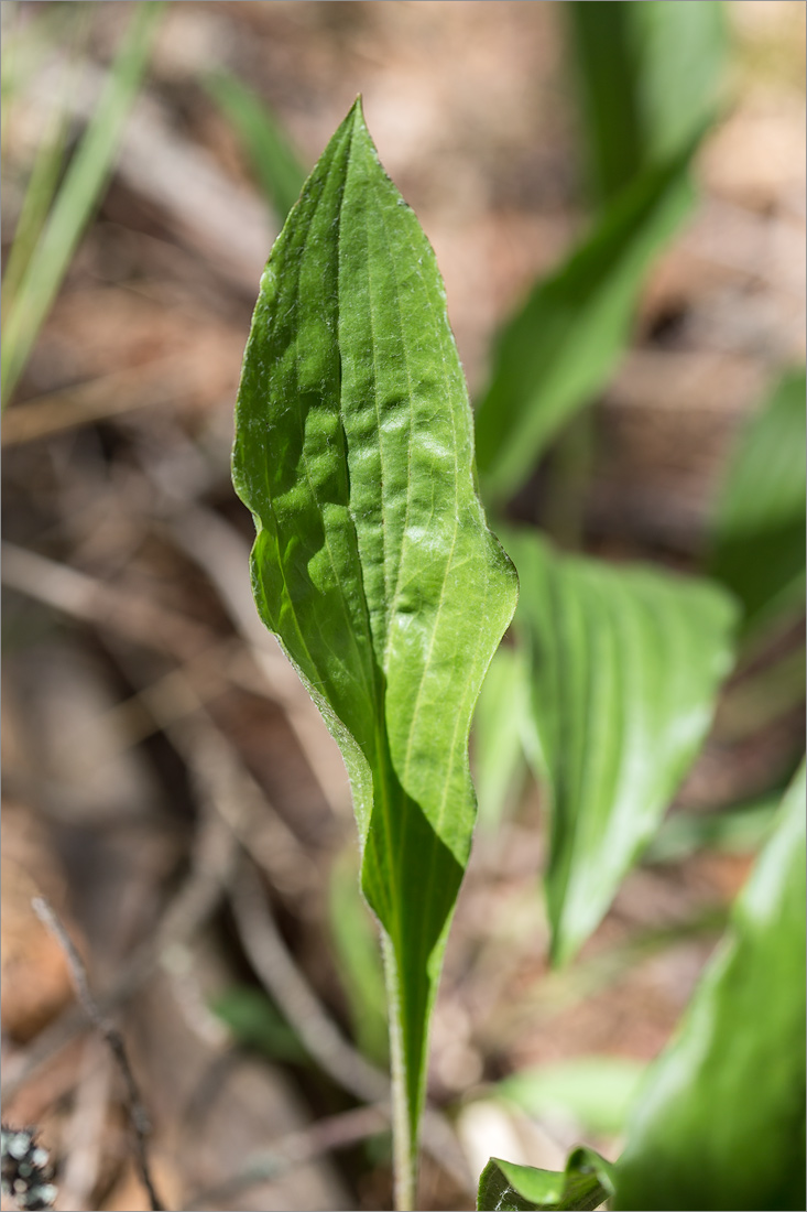 Изображение особи Scorzonera humilis.