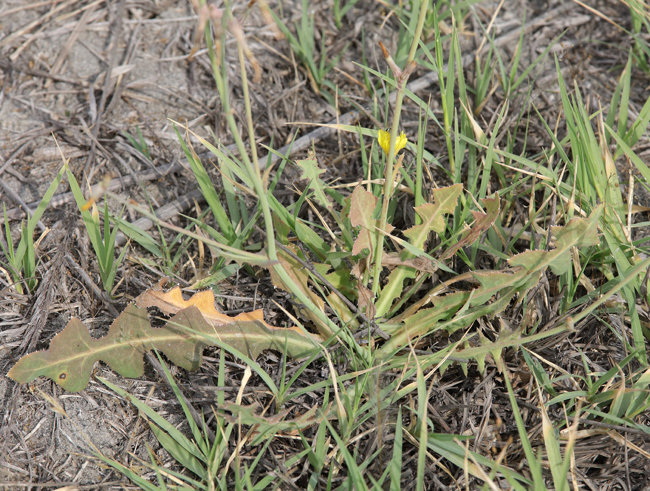 Image of Paramicrorhynchus procumbens specimen.