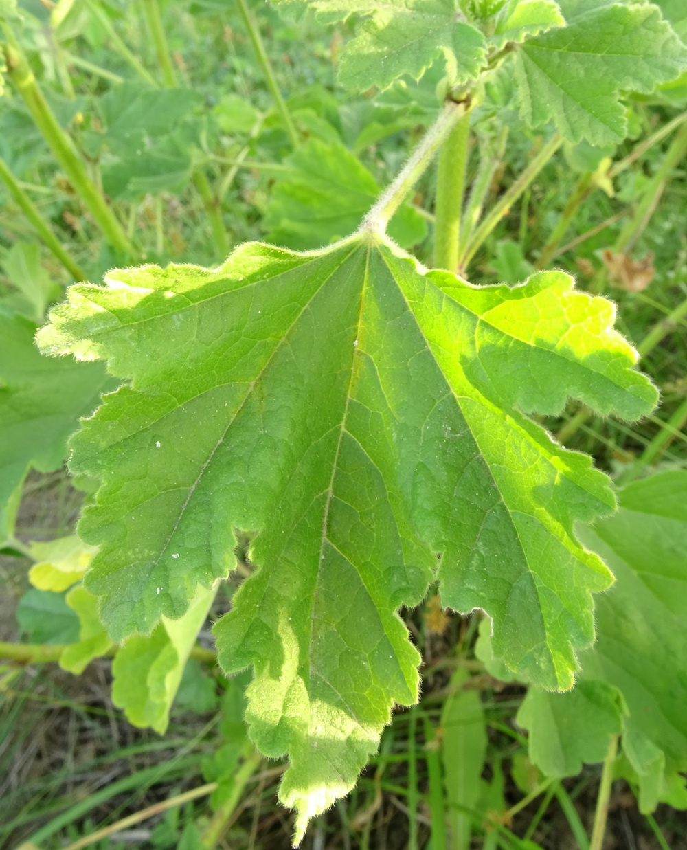 Image of Malva thuringiaca specimen.