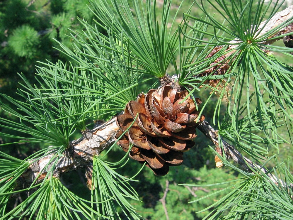 Image of Larix sukaczewii specimen.