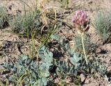 Astragalus platyphyllus