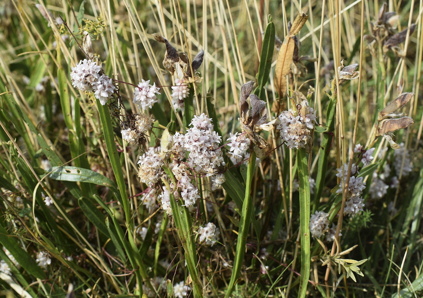 Изображение особи Cuscuta epithymum.