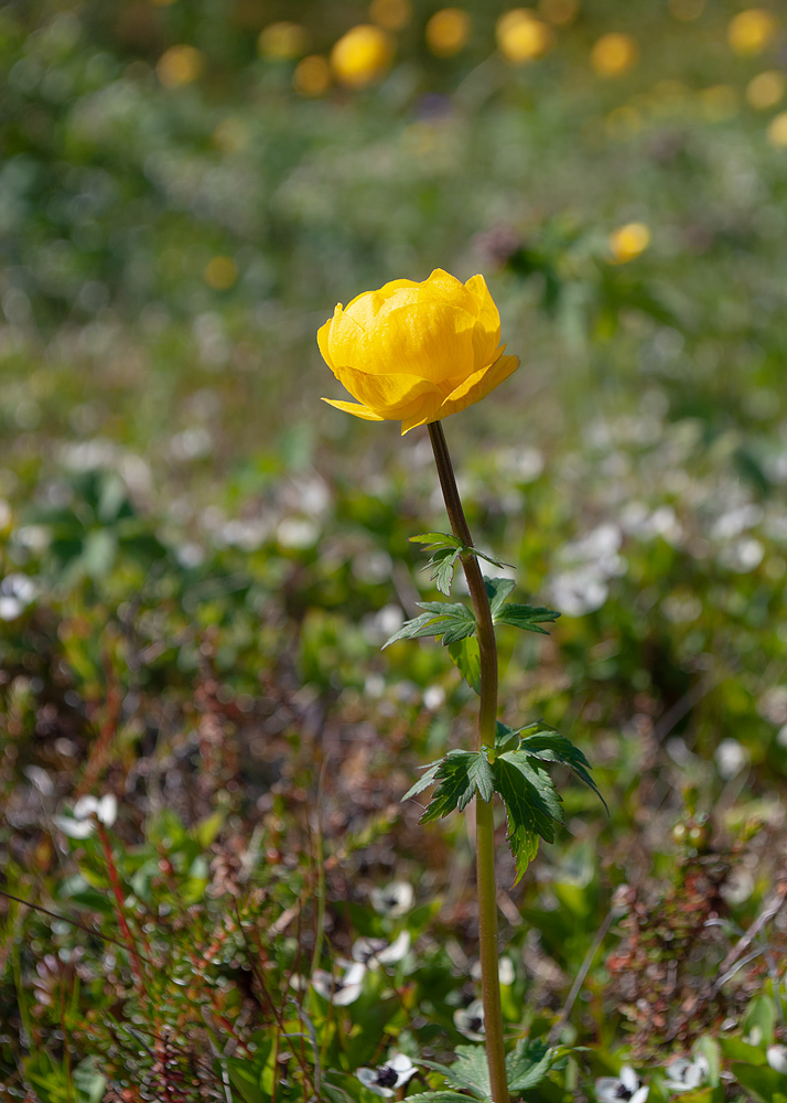 Изображение особи Trollius europaeus.