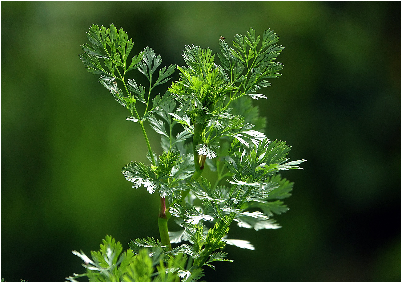 Image of Coriandrum sativum specimen.