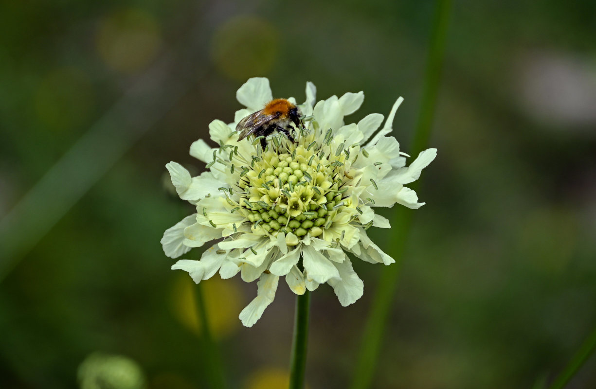 Image of Cephalaria gigantea specimen.